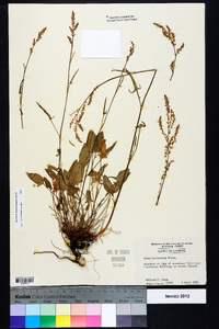 Rumex hastatulus image