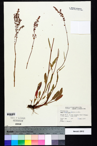 Rumex hastatulus image