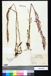 Rumex hastatulus image