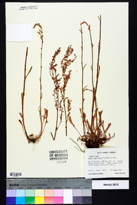 Rumex hastatulus image