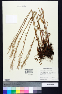 Rumex hastatulus image