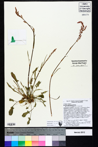 Rumex hastatulus image