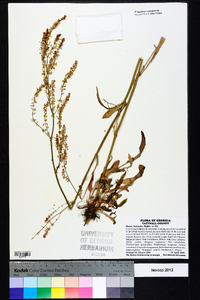 Rumex hastatulus image