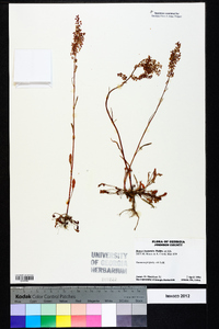 Rumex hastatulus image