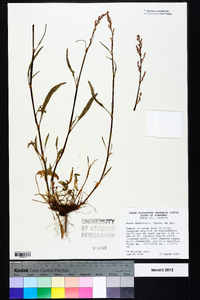 Rumex hastatulus image