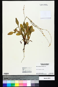 Rumex hastatulus image