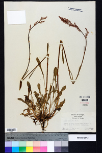 Rumex hastatulus image