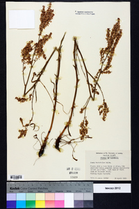 Rumex hastatulus image