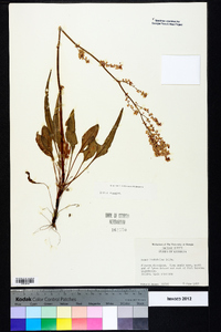 Rumex hastatulus image