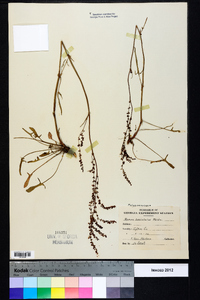 Rumex hastatulus image