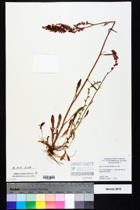 Rumex hastatulus image