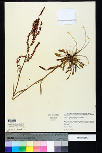 Rumex hastatulus image