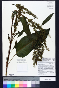 Rumex obtusifolius image