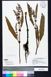 Rumex verticillatus image