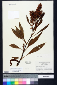 Rumex verticillatus image