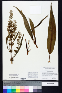 Rumex verticillatus image