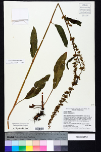 Rumex verticillatus image