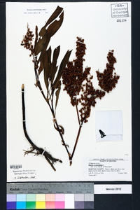 Rumex verticillatus image