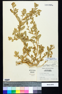 Atriplex cristata image