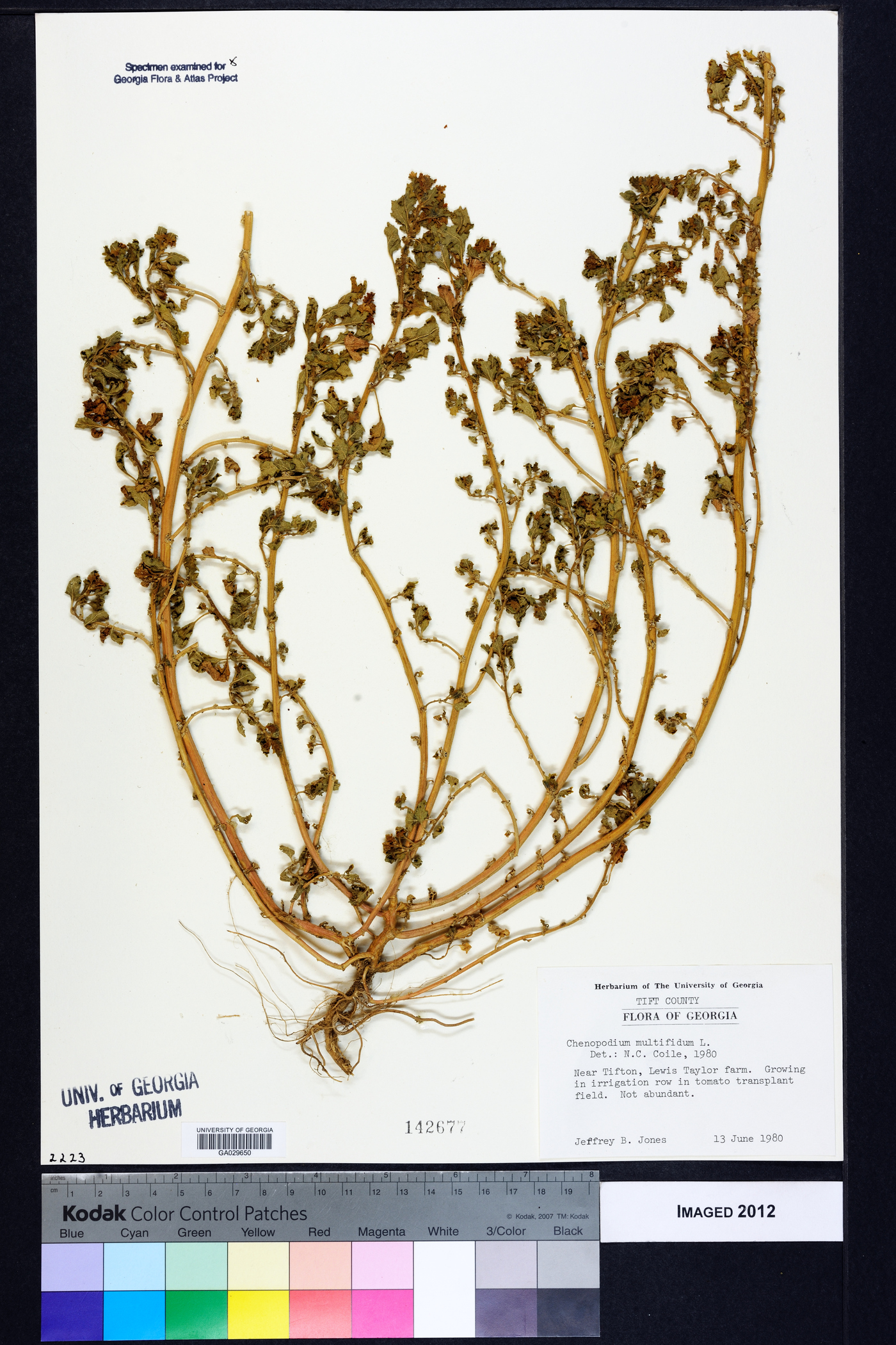 Chenopodium multifidum image