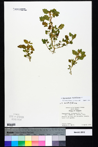 Chenopodium multifidum image