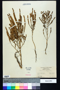 Salicornia bigelovii image