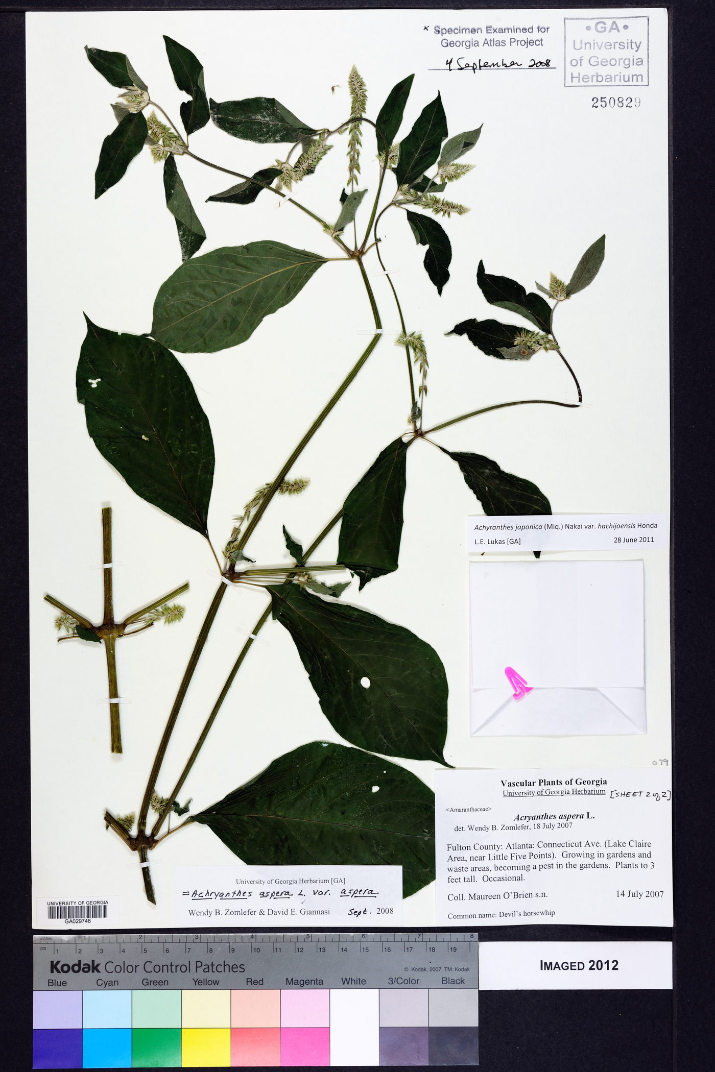 Achyranthes japonica var. hachijoensis image