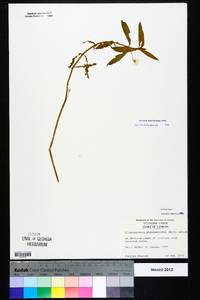 Alternanthera philoxeroides image