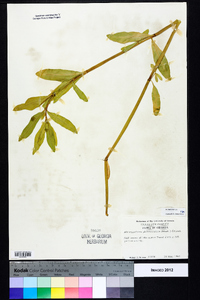 Alternanthera philoxeroides image