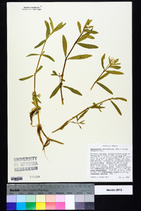 Alternanthera philoxeroides image