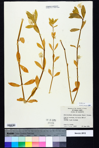 Alternanthera philoxeroides image