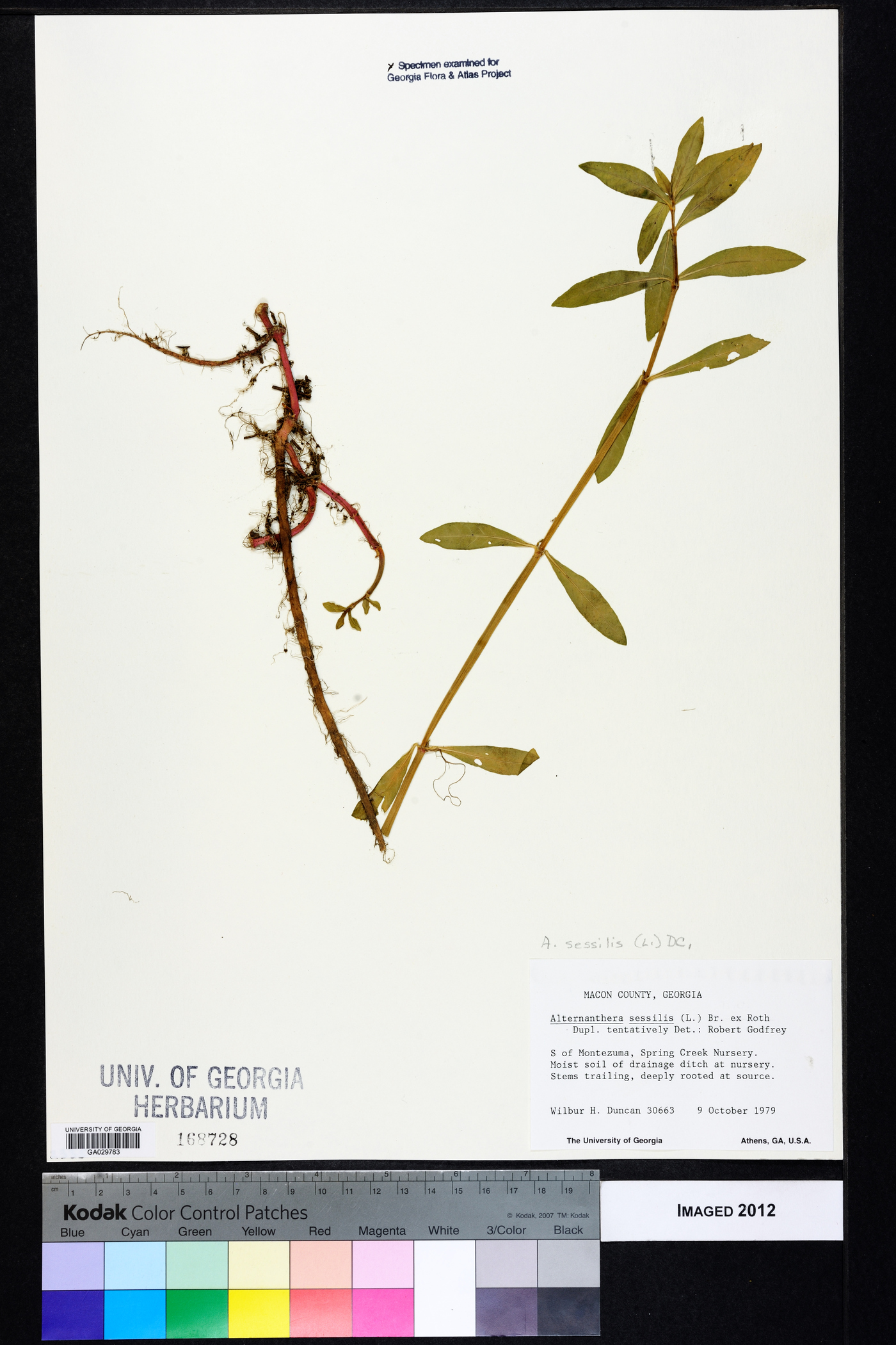 Alternanthera sessilis image