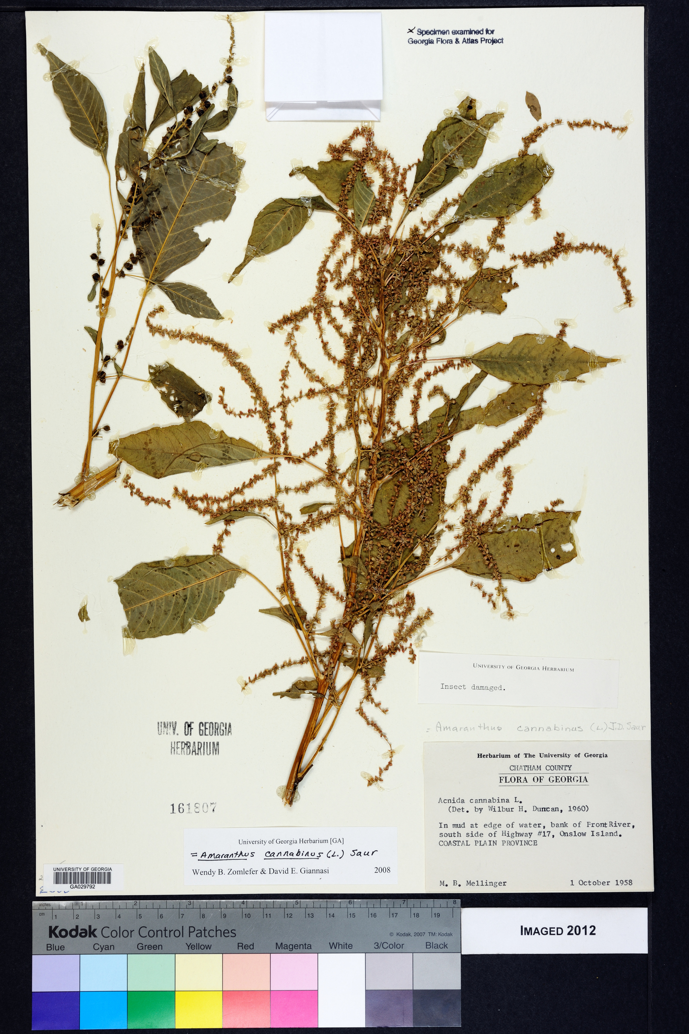 Amaranthus cannabinus image