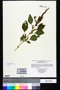 Amaranthus hybridus image