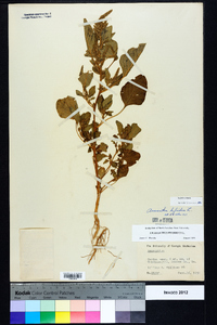 Amaranthus hybridus image