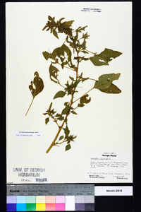 Amaranthus hybridus image