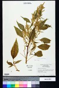 Amaranthus hybridus image