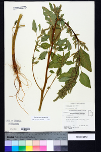 Amaranthus hybridus image