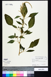 Amaranthus spinosus image