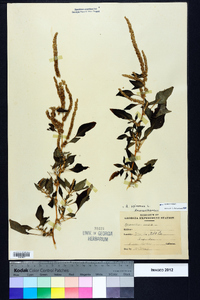 Amaranthus spinosus image