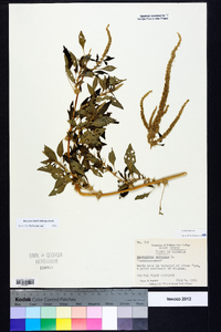 Amaranthus spinosus image