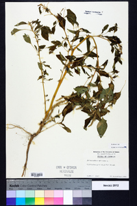 Amaranthus spinosus image