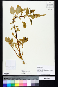 Amaranthus spinosus image