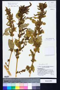 Amaranthus spinosus image