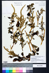 Amaranthus spinosus image