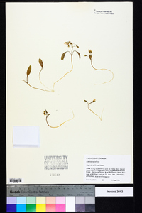 Claytonia caroliniana image