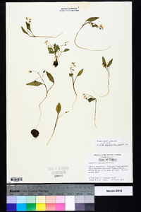 Claytonia caroliniana image