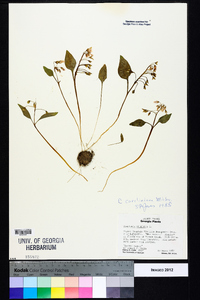 Claytonia caroliniana image