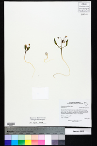 Claytonia caroliniana image