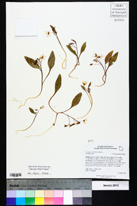 Claytonia caroliniana image